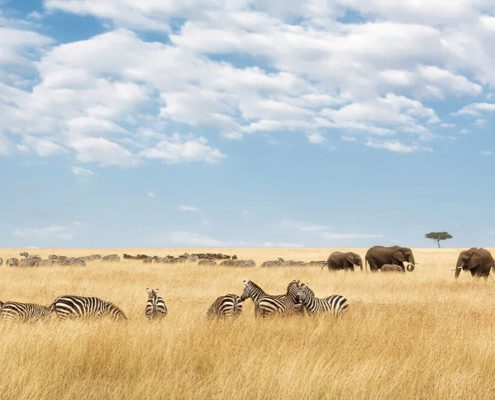 Erleben Sie die endlosen Ebenen des legendären Serengeti Nationalparks mit unserer 10 Tage Tansania Rundreise