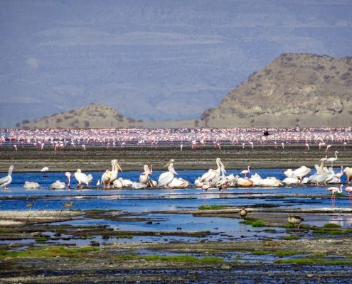 Flamingos und andere Wasservögel in der Lake Natron Wildlife Management Area