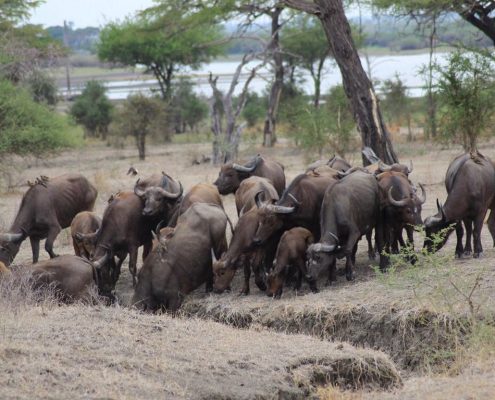 Eine Herde Afrikanischer Büffel im Arusha Nationalpark