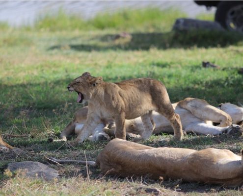 Eine Löwenfamilie ruht sich im Ngorongoro Krater aus