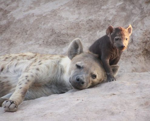Eine Hyäne mit ihrem Neugeborenen in der Ikoma Wildlife Management Area