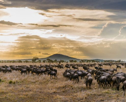 Dieses Tansania Safari Paket bringt Sie zur jährlichen großen Wanderung der Gnus im Serengeti Nationalpark