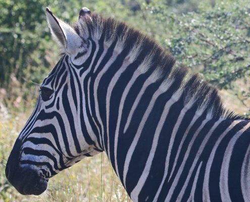 Im Arusha Nationalpark können Sie eine Wandersafari unternehmen und wilde Tiere wie dieses Zebra aus nächster Nähe erleben