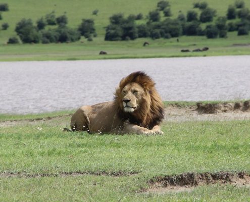 Ein beeindruckender männlicher Löwe im Ngorongoro Schutzgebiet