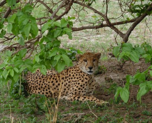 Ein Gepard im Tarangire Nationalpark