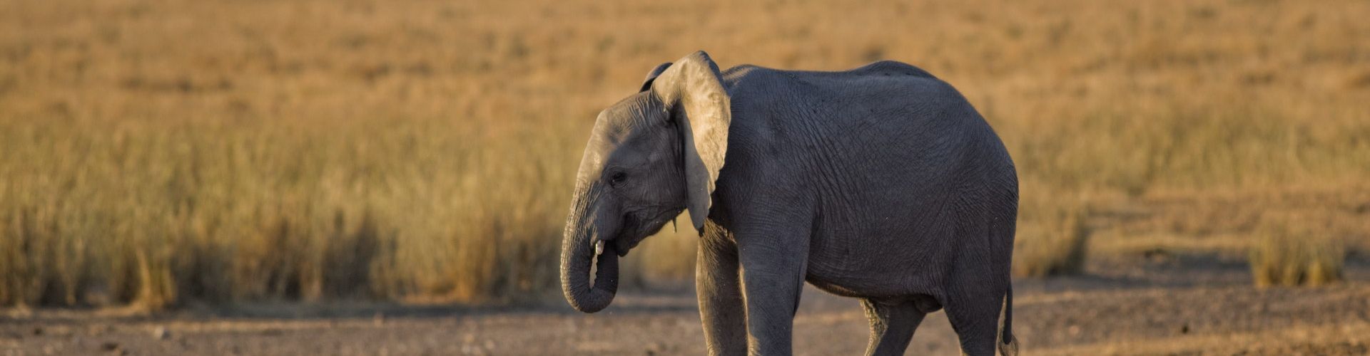 Elefanten Baby im Tarangire Nationalpark, 2 Tage Safari in Tansania