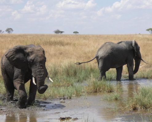 Während Ihrer 3 Tage Safari in Tansania werden Sie viele Elefanten beobachten können.