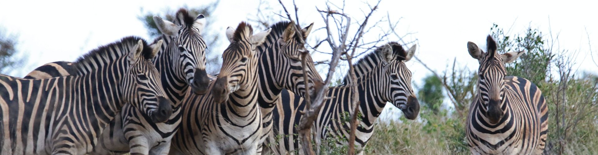 Mehrere dicht beieinander stehende Zebras in einem tansanischen Nationalpark