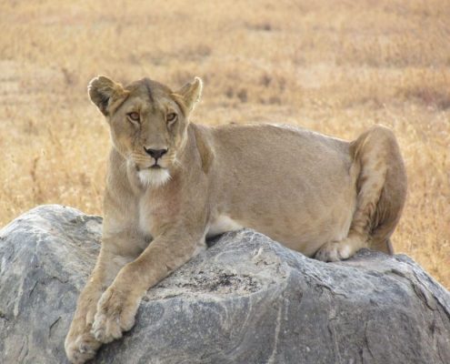 Eine trächtige Löwin sitzt auf einem Felsen in der Serengeti