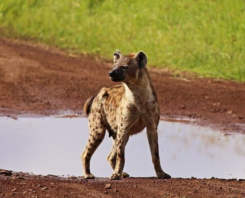 Eine Hyäne im Krater des Ngorongoro Schutzgebiets