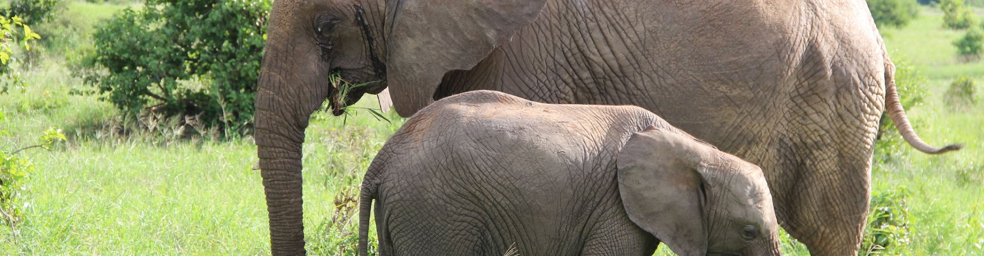 Eine Elefantenkuh mit ihrem Kalb im Tarangire Nationalpark