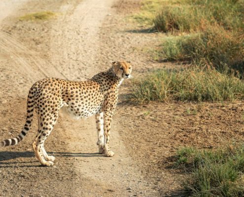 Ein Gepard im Tarangire Safari Park
