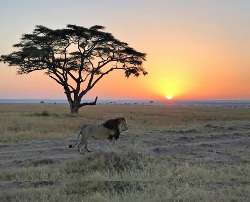 Während Ihrer 4 Tage Tansania-Safari haben Sie die Chance, die unbestrittenen Könige des Busches zu sehen - zum Beispiel diesen Löwen, fotografiert während einer frühmorgendliche Pirschfahrt in den endlosen Ebenen der Serengeti
