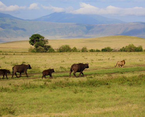 Eine Büffelfamilie mit einem uninteressierten Löwen im Ngorongoro Krater Schutzgebiet