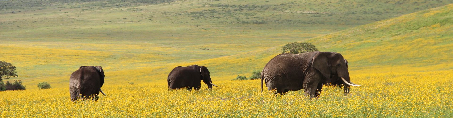 Unsere 4 Tage Tansania-Safari bringt Sie zu den Elefanten der Ngorongoro Conservation Area
