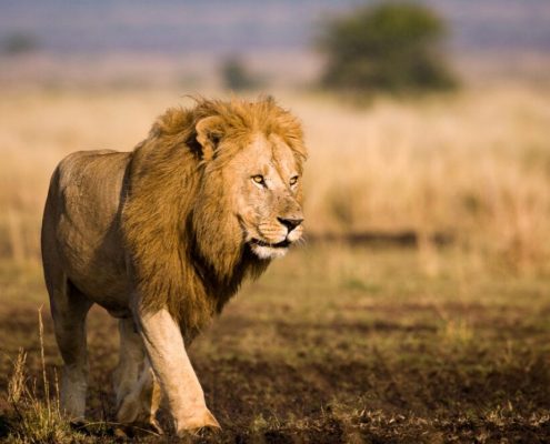 Das Oberhaupt des Tierreichs im Serengeti Nationalpark, ein männlicher Löwe in seinen besten Jahren