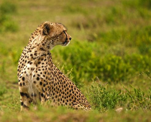 Ein Gepard sucht im Krater des Ngorongoro Schutzgebiets die Umgebung nach Beute