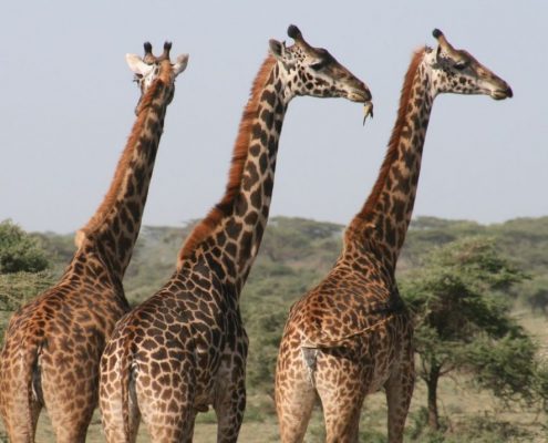 Sie werden viele Giraffen während Ihrer 5 Tage Tansania Reise entdecken