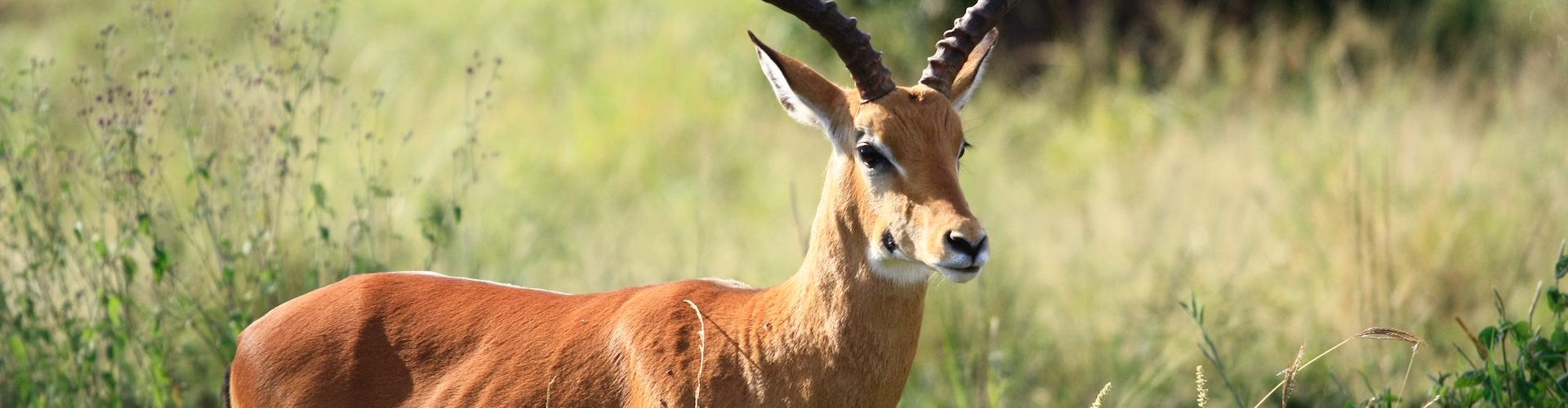 Es gibt viele Antilopenarten, die man auf einer Safari in Tansania sehen kann