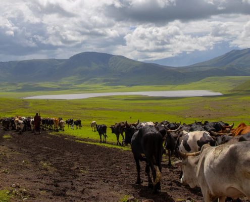 Im Ngorongoro Schutzgebiet leben die Maasai und ihr Vieh zusammen mit den wilden Tieren