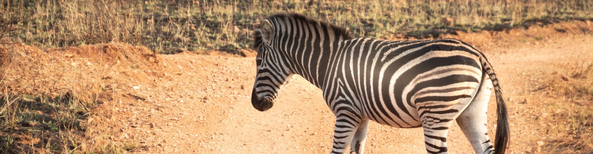 Ein Zebra überquert eine holprige Straße in Tansania