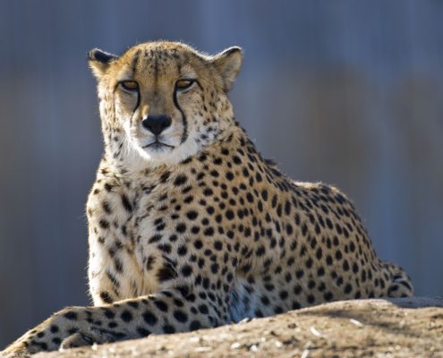 Ein Gepard ruht sich auf einem Felsen in der legendären Serengeti aus