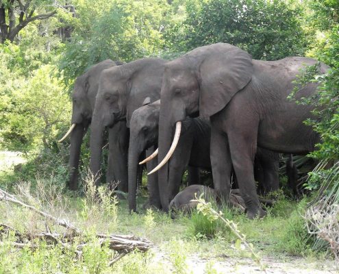 Auf einer Camping Safari Tansania gibt es keine Zäune oder Mauern um den Campingplatz. Es ist also durchaus möglich, dass eine Elefantenfamilie an Ihrem Zelt vorbeizieht.