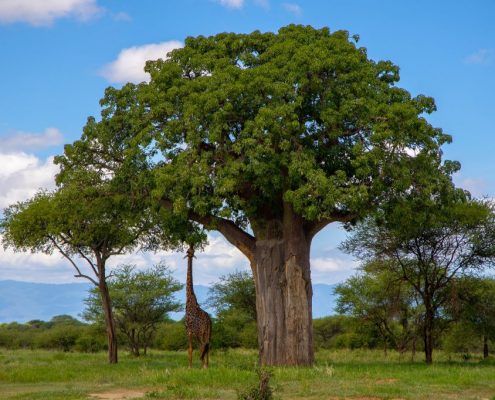 Eine Giraffe streckt ihren Hals, um das frische Grün eines riesigen Baobab im Tarangire Safari Park zu erreichen