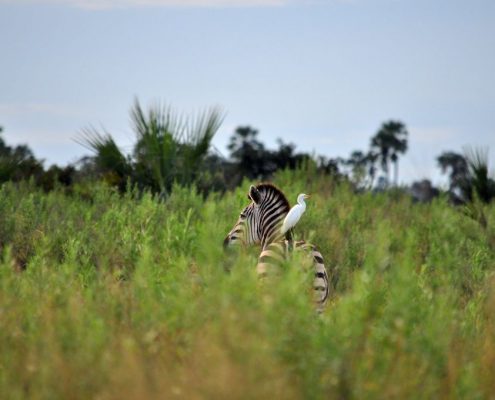 Ein Vogel sitzt auf dem Rücken eines Zebras im Lake Manyara National Park