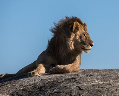 Bei dieser Camping Safari Tansania haben Sie die Chance, den König der Großkatzen zu bewundern, einen männlichen Löwen im Ikoma Schutzgebiet (Serengeti Ökosystem)