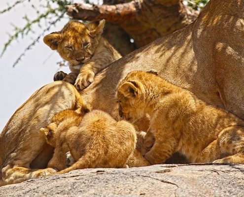 Löwen Nachwuchs auf einem Kopjes in der Serengeti