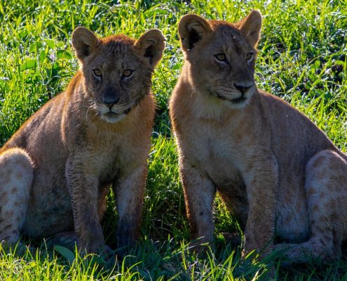 Junge Löwengeschwister im riesigen Serengeti Ökosystem