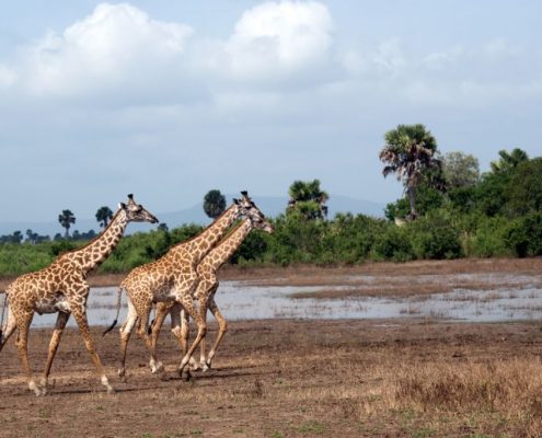 Drei Giraffen auf Tour in Tansania