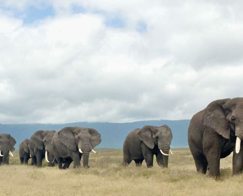 Eine Prozession mehrerer erwachsener Elefanten in der Caldera des Ngorongoro Schutzgebiets