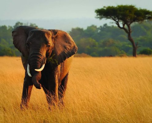 Ein Elefant mit krummen Stoßzähnen in Tansania