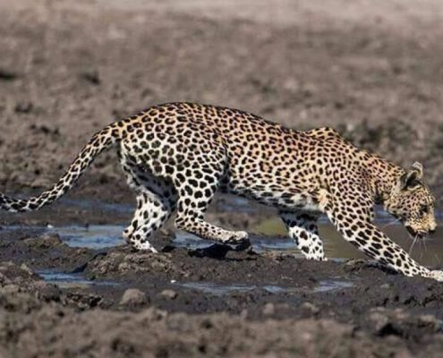 Ein eleganter Leopard im Lake Manyara Gebiet