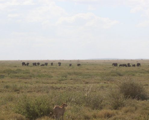 Genießen Sie die endlosen Ebenen der Serengeti mit unserer 6 Tage Safari Reise nach Tansania