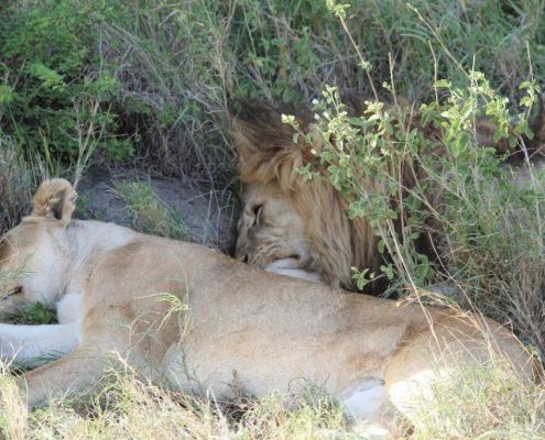 Ein Löwenpaar beim Mittagsschlaf