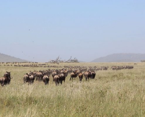 Eine große Gruppe von Gnus, Teil der Großen Tierwanderung im Serengeti Ökosystem