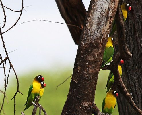 Während Ihrer Tansania Rundreise und Sansibar Urlaubskombination können Sie einige der mehr als 1000 Vogelarten in Tansania beobachten
