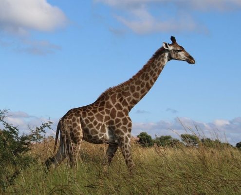 Eine vorbeiziehende Giraffe im Serengeti Safari Park