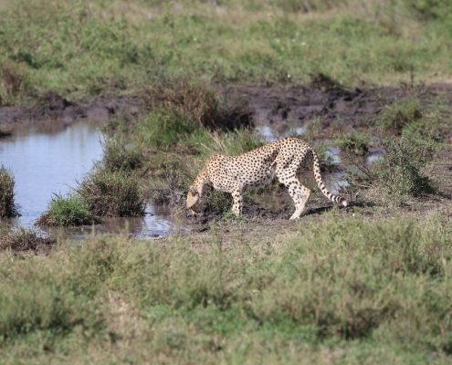 Ein Gepard trinkt Wasser aus einem kleinen Becken in der Serengeti