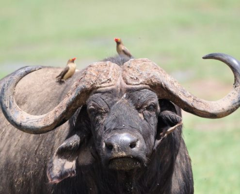 Ein afrikanischer Büffel mit beeindruckenden Hörnern im Tarangire Nationalpark