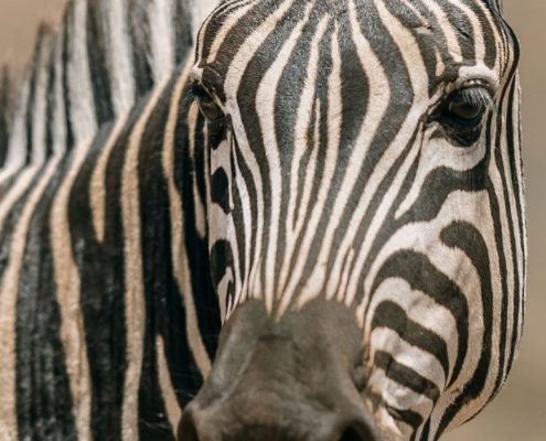 Während Ihrer 7-tägigen Tansania Camping Safari werden Sie viele Zebras sehen, wie dieses im Ngorongoro Schutzgebiet