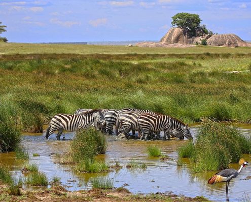 Zebras trinken aus einem kleinen Teich im Serengeti Nationalpark mit Kopjes im Hintergrund