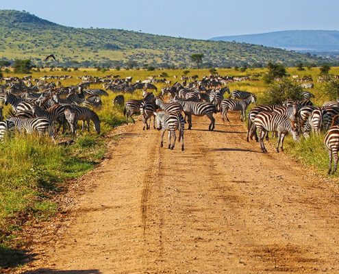 Mit dieser einwöchigen Tansania Camping Safari haben Sie sehr gute Chancen, die jährliche Große Migration im Serengeti Ökosystem zu bewundern