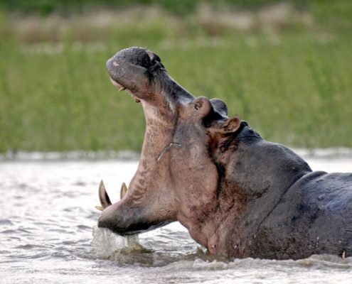 Achten Sie auf die gefährlichen Nilpferde während Ihrer Safari in Tansania