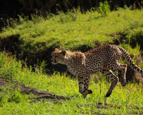 Schnappschuss eines Geparden (Lake Manyara Nationalpark)