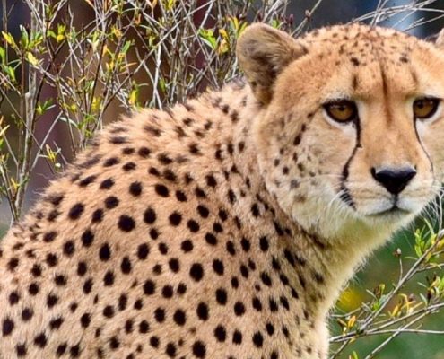 Ein Porträt des schnellsten Landsäugetiers der Welt, des Geparden