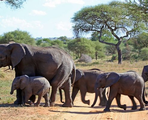Elefanten haben immer Vorfahrt während Ihrer 7 Tage Safari Tansania Reise